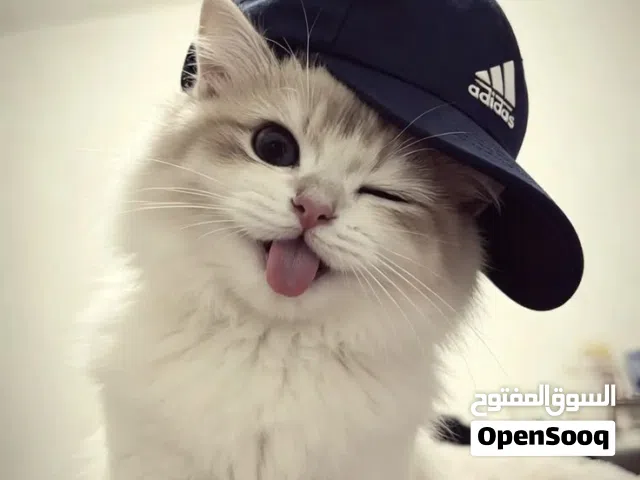 شركة نظافه وتموين