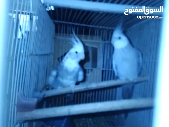 جوز كوكتيل للبيع المستعجل