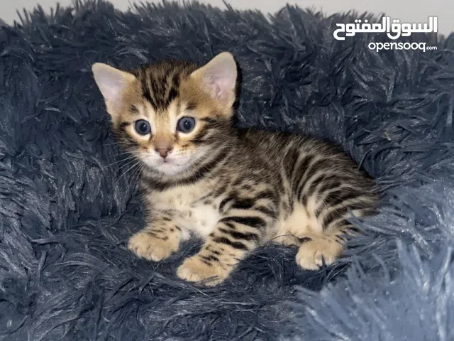 Two exceptional purebred Bengal kittens available from a championship bloodline.