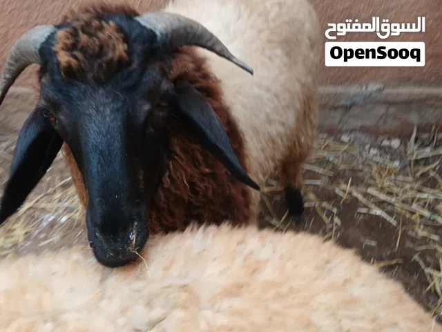 للبيع سعي حولي و حولية