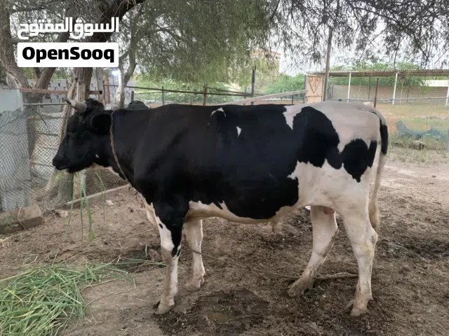 للبيع ثور هولندي بيور مطعوم طعام الدار من عمر 3 شهور فول سمنه لباقي التفاصيل تابع الوصف