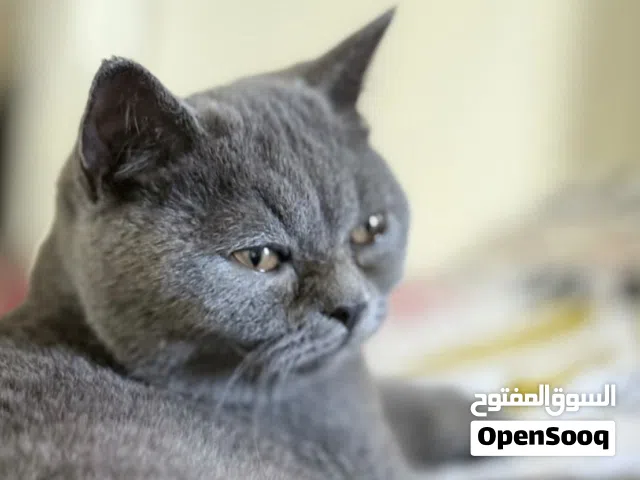 دكر ونتايه سكوتش البيع للسفر