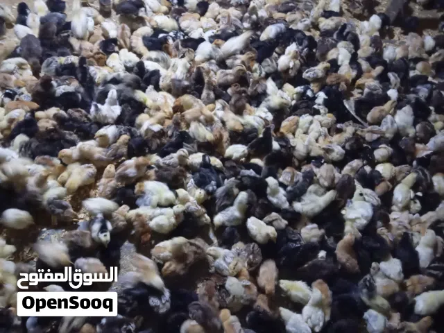 السلام عليكم ورحمة الله  متوفر بإذن الله كتكوت عربي مخلط بجميع أنواعه درجة أولى في السوق اليبي
