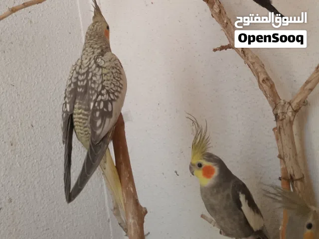 كوبيه كوكتيل للتبديل