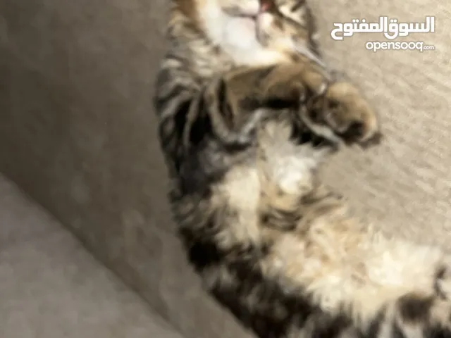 قط ذكر للتبني ببلاش