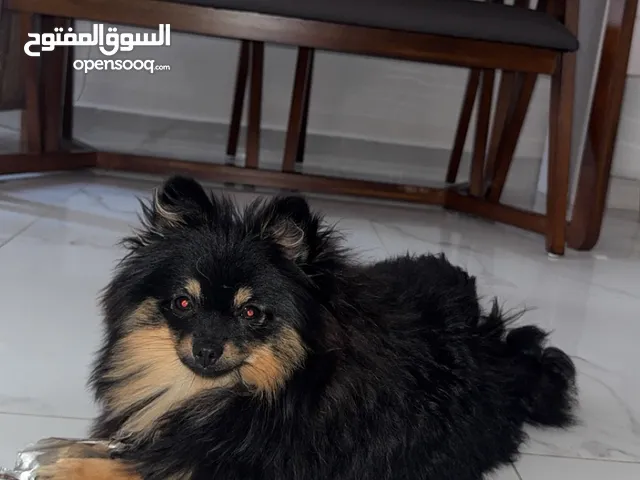 كلب بومرينيان