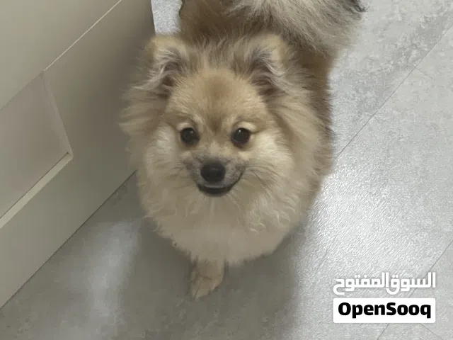 انثى جميلة جدا