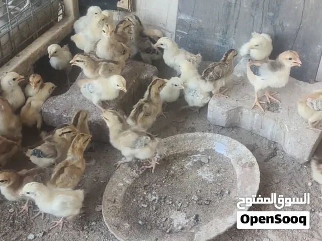 متاح افراخ عمرة 15 يوم ملحقات الامهات كدامك خط اول زوج