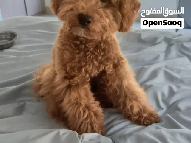 Female Toy poodle puppy 4 month old