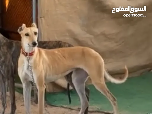 كلب سلوقي انثى - للتبني / Female Saluki Dog - for adoption