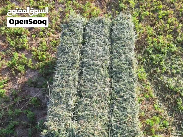 صفصفه للبيع