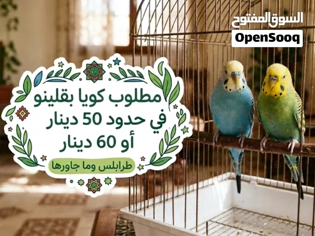مطلوب كوبيا بقلينو مصوقره للبيع تكون في حدود 50 دينار أو 60 دينار