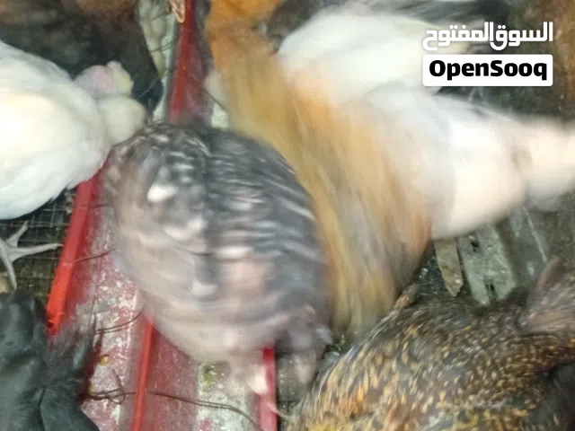 صوص مشكل للبيع العمر شهرين الا