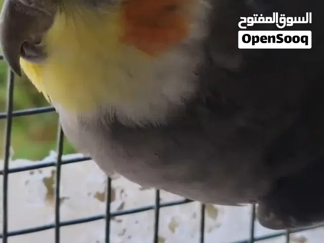 ذكر كوكتيل رصاصي ابو خدود مغني جاهز للتزاوج غنائي ونشيط