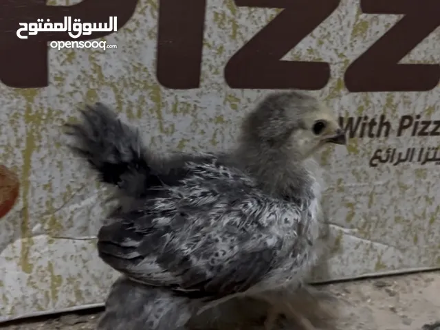 صوص براهما