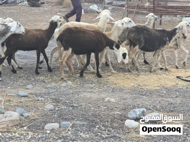 للبيع جعد تهجين نجدي حلال طيب ماشاء الله فرصه الي يدور شي زين ماعليهن كلام صغر سن كل صاحي فيهن ضروع