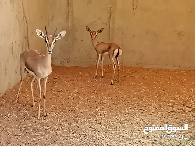 غزلان للبيع الام ولدها