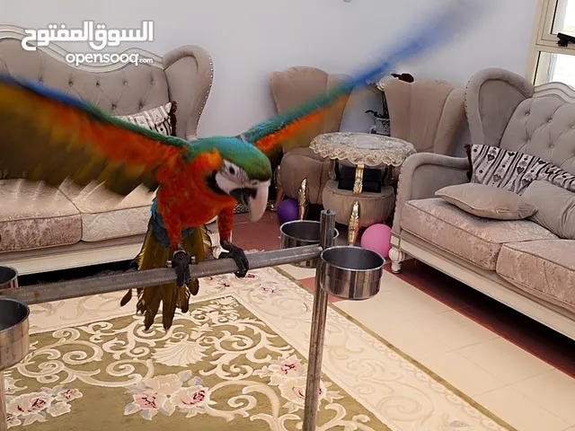 ببغاء مكاو أليف جدا طيرا دخلي