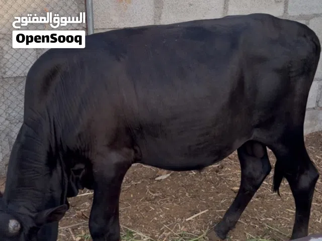 عجل ظفاري