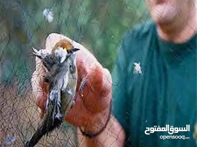 شبك صيد عصافير دون ايذائها طول 10 م. لحماية المحاصيل الزراعيه شبك الصيد عصفور حمام بوم عصافير بريه