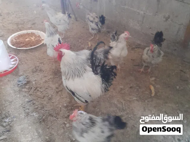 دجاج ساسكو