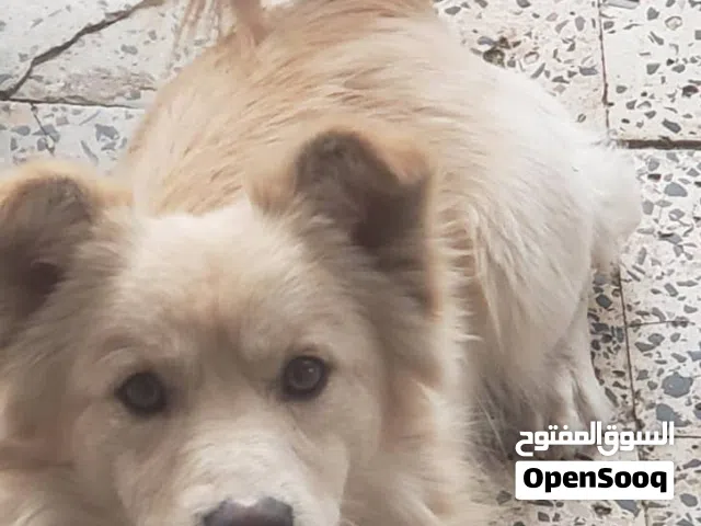 كلب نوع سبيتز عرططه