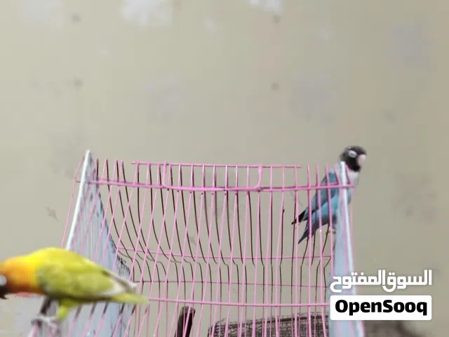 متاح غندورات