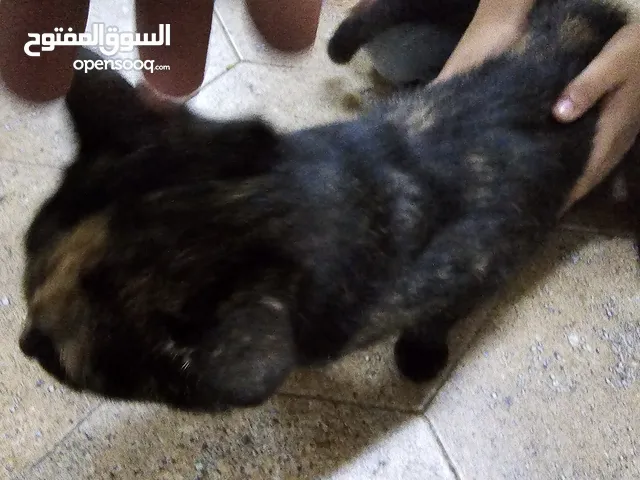 قطه شيرازية اليفه