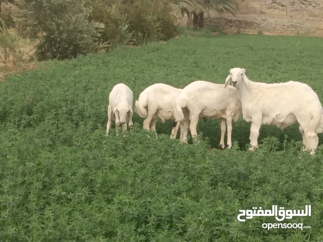 خرفان حري 4 شهور ونص 3شهور ونص نفس الموجودة في الصور في موقع المزرعة