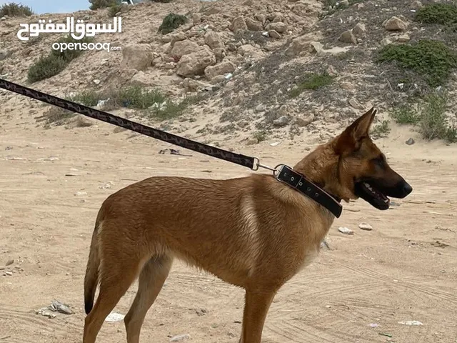 كلبه مينواء العمر سنه بزبط