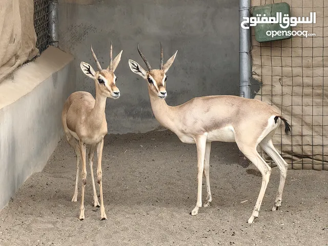 مجموعه الغزال العربي (الديماني)