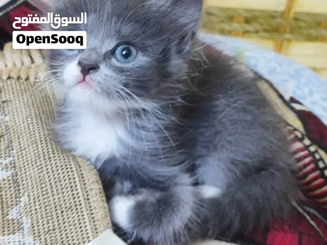 قطط للبيع شيرازي على هيمالايا