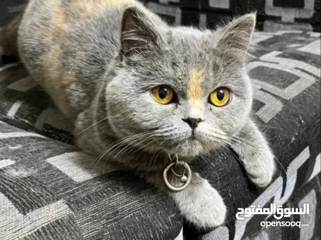 قطة سكوتش مكس بربيتش