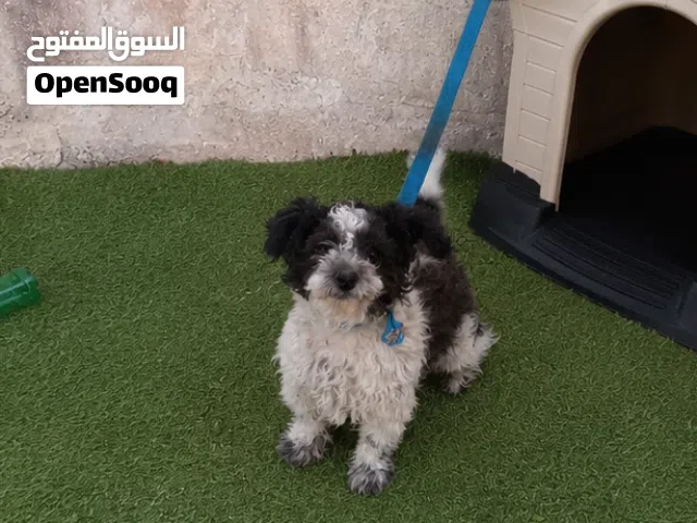 كلب نوع فرينش اصلي ماخذ كل المطاعيم للبيع أعلى سعر