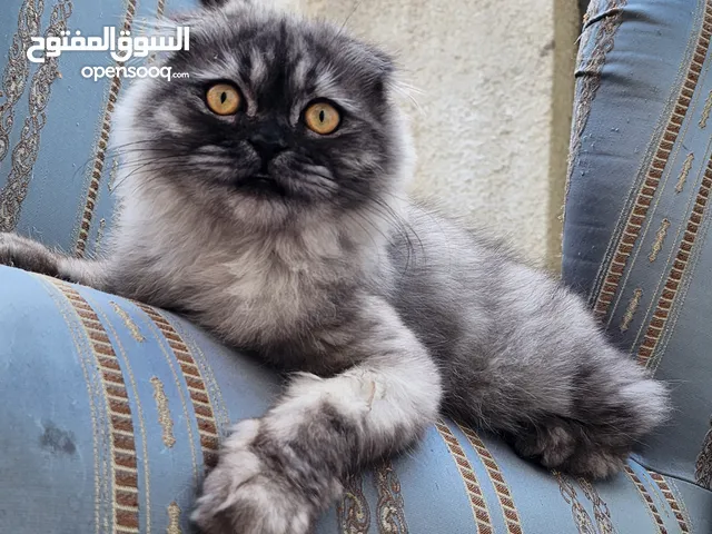 عندي قط طالب تزاوج
