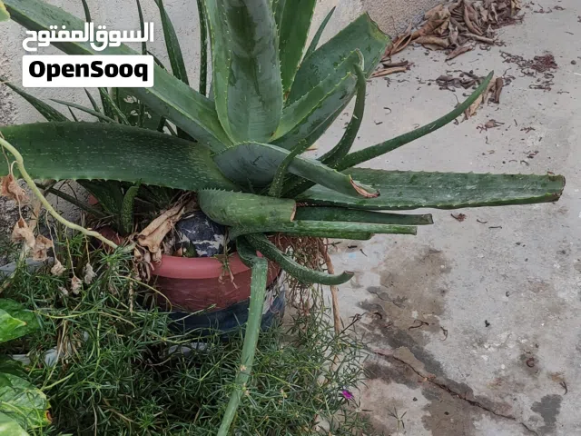 all these plants in very good condition