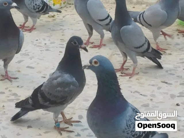 خمس جواز زواجل ازرق حبكين وجوز شكلي احمر   البيع كوم او بلجوز