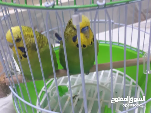 طيور دره للبيع