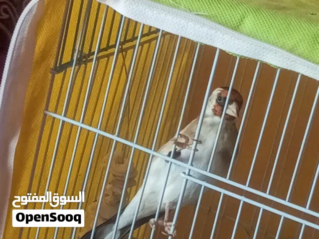 3فحول حسون تب