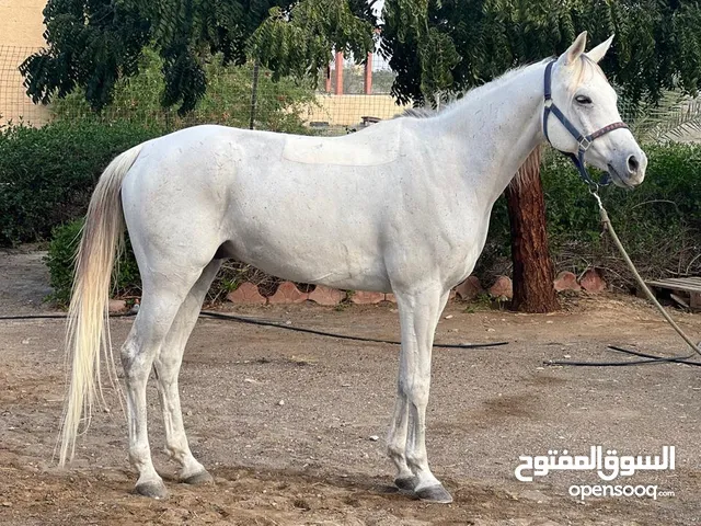 حصان للبيع هادي
