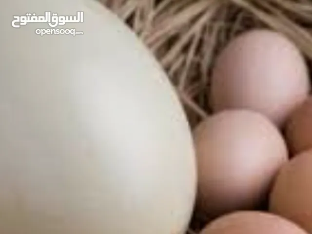 بيض نعام للبيع