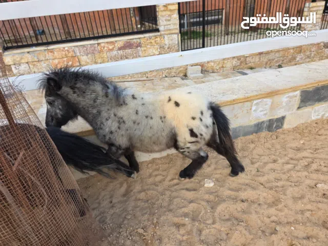 خيل بوني عمر سنه