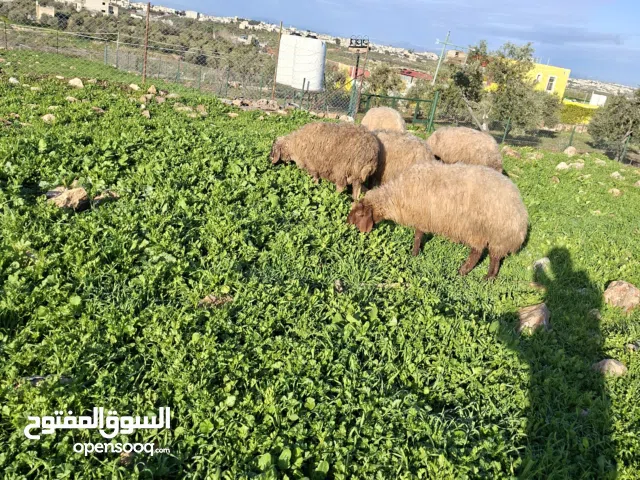 غنم سن جمع نضيف درار وعشار كبير