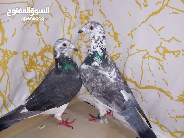 حمام زأجل سباق..يوجد أجواز..وطبات جاهزة..من هواه أبطال المملكة للزأجل السباق سلالة فوز وتصليح ابطال