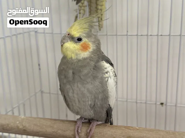 عصافير كوكتيل