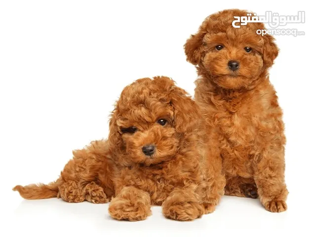 Pure breed Toy Poodle puppies