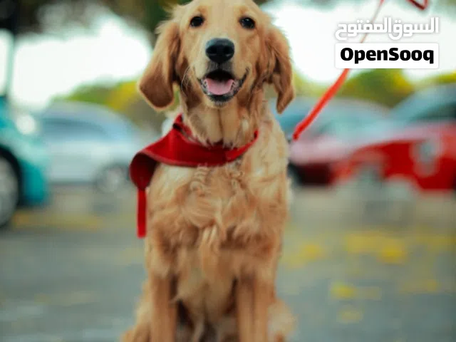 انثى جولدن ريتريفر  مستوى عالي  صحه ونظافه موجوده بالبيت