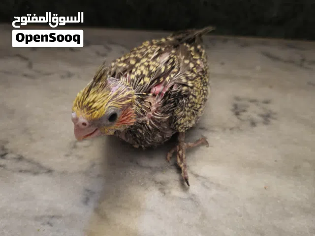 فرخ كوكتيل متعود بشرنقه