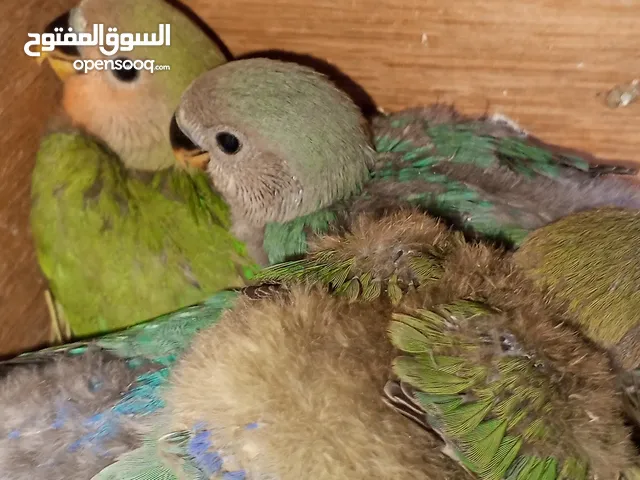 فراخ روز للغر اليدوي
