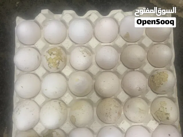 لبيع بيض روامي امركي حق تفريخ